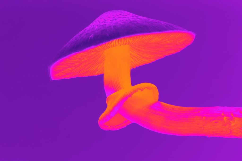 Magic mushrooms in heat map